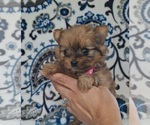 Small #3 Yoranian