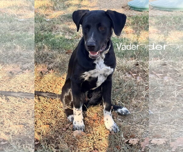 Medium Photo #2 Labrador Retriever-Unknown Mix Puppy For Sale in Wakefield, RI, USA