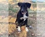 Small Photo #2 Labrador Retriever-Unknown Mix Puppy For Sale in Wakefield, RI, USA