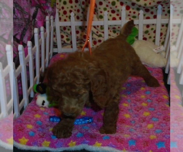 Medium Photo #3 Poodle (Standard) Puppy For Sale in CLATSKANIE, OR, USA