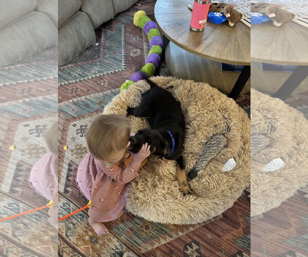 Medium Photo #3 German Shepherd Dog-Unknown Mix Puppy For Sale in Hinton, WV, USA