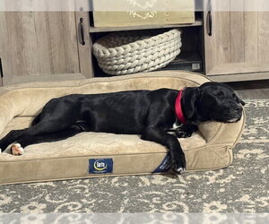 Daisy - Female Retriever -Unknown Mix Dog for Adoption - Photo #2