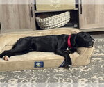 Small Photo #2 Retriever -Unknown Mix Puppy For Sale in Princeton, MN, USA