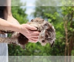 Small #3 ShihPoo