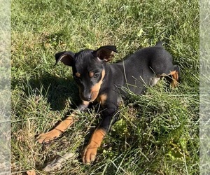 Miniature Pinscher Puppy for sale in FRANKLIN, IN, USA