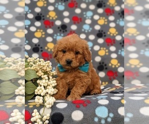 Goldendoodle (Miniature) Puppy for sale in QUARRYVILLE, PA, USA