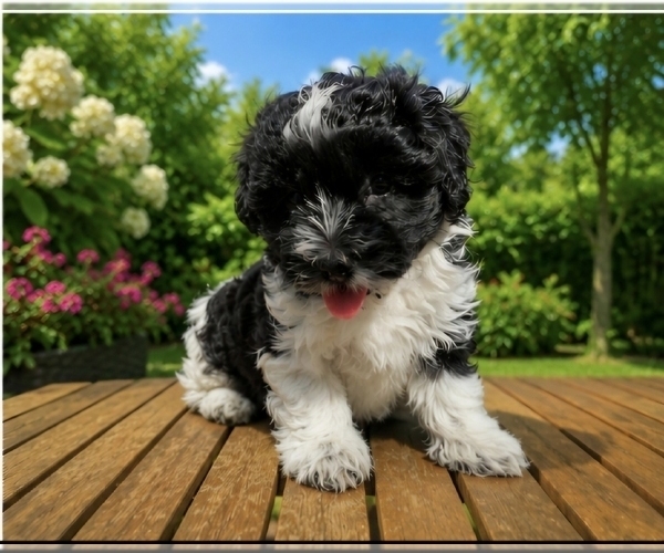 Medium Photo #2 Havapoo Puppy For Sale in LONGVIEW, TX, USA