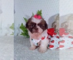 Small #7 Shih Tzu