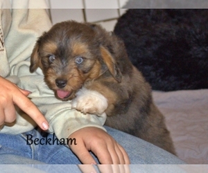 Aussiedoodle Miniature  Puppy for Sale in BLANCO, Texas USA