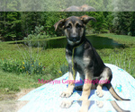Small #5 German Shepherd Dog