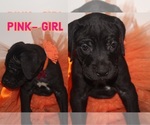 Small Photo #9 Great Dane Puppy For Sale in KALAMA, WA, USA