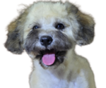 Small Photo #9 Maltipoo-Shih Tzu Mix Puppy For Sale in SAN DIEGO, CA, USA