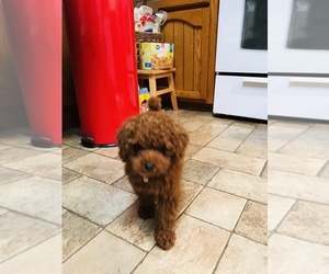 Poodle (Miniature) Puppy for sale in ALTADENA, CA, USA