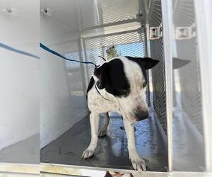 American Pit Bull Terrier Dogs for adoption in Bakersfield, CA, USA