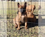 Small Photo #7 Belgian Malinois Puppy For Sale in MARION, LA, USA