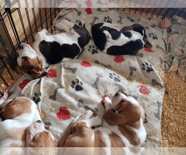 Medium Photo #30 Basset Hound Puppy For Sale in CLAREMORE, OK, USA