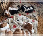Small Photo #30 Basset Hound Puppy For Sale in CLAREMORE, OK, USA