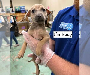 Mutt Dogs for adoption in GILBERTS, IL, USA