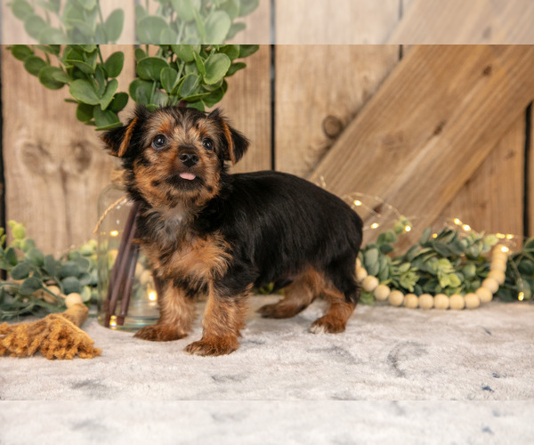 Medium Photo #3 Yorkshire Terrier Puppy For Sale in GREENWICH, OH, USA
