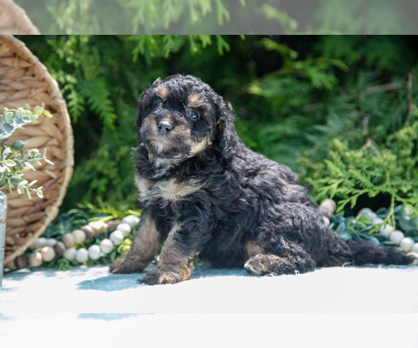 Medium Photo #20 Miniature Bernedoodle Puppy For Sale in BREMEN, IN, USA