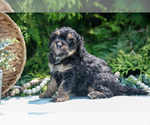 Small Photo #20 Miniature Bernedoodle Puppy For Sale in BREMEN, IN, USA