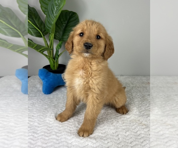 Medium Photo #3 Golden Retriever Puppy For Sale in FRANKLIN, IN, USA