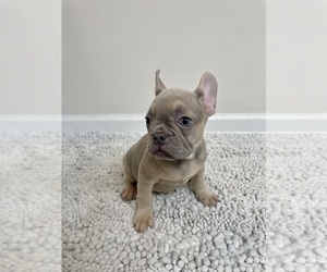 French Bulldog Puppy for sale in CHARLESTON, SC, USA