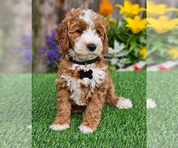 Medium Photo #1 Goldendoodle (Miniature) Puppy For Sale in INDIANAPOLIS, IN, USA