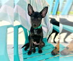 Small #5 Mutt