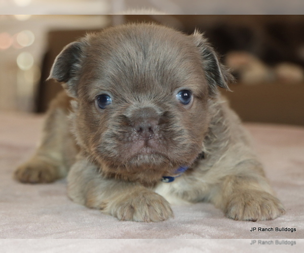 Medium Photo #3 French Bulldog Puppy For Sale in WINNSBORO, TX, USA