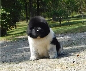 newfie puppies for sale near me