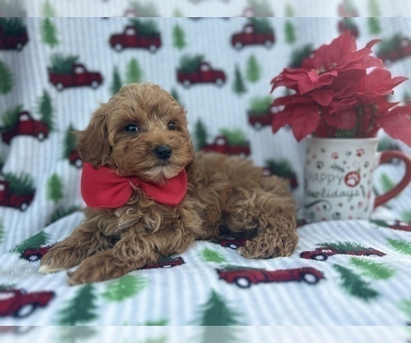 Medium Photo #9 Cock-A-Poo Puppy For Sale in LAKELAND, FL, USA