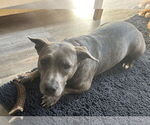 Small American Pit Bull Terrier-Dachshund Mix