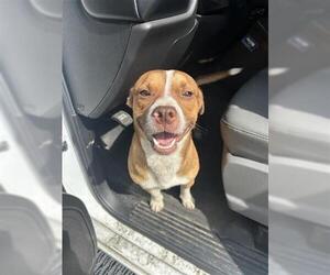 American Pit Bull Terrier-Chihuahua Mix Dogs for adoption in Houston, TX, USA