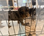 Small #5 Aussie-Poo-Bernedoodle Mix