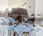 Small #10 German Shorthaired Pointer