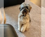 Small Photo #1 Australian Labradoodle Puppy For Sale in BRUSH PRAIRIE, WA, USA