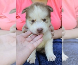 Siberian Husky Puppy for sale in LENOIR, NC, USA