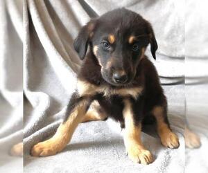 Mutt Dogs for adoption in Thief River Falls, MN, USA
