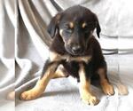 Small Mutt