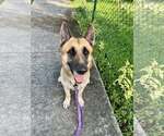 Small #3 German Shepherd Dog