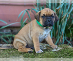 Image preview for Ad Listing. Nickname: Victor