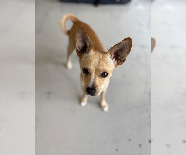 Medium Photo #3 Chihuahua Puppy For Sale in Studio City, CA, USA