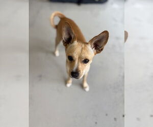 Paco #0444 - Male Chihuahua Dog for Adoption - Photo #3