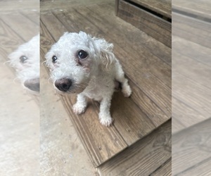 Mother of the Maltipoo puppies born on 06/10/2025