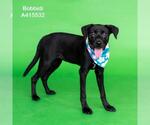 Small #1 Labrador Retriever