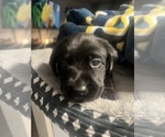 Small #4 Labrador Retriever