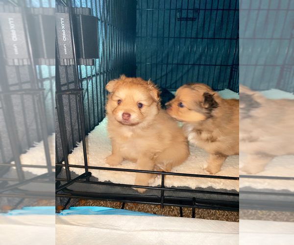 Medium Photo #2 Pomeranian Puppy For Sale in KANSAS CITY, KS, USA