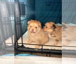 Small Photo #2 Pomeranian Puppy For Sale in KANSAS CITY, KS, USA