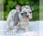 Small #1 French Bulldog
